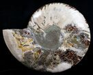 Huge Wide Cleoniceras Ammonite (Half) #6407-2